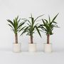 Voir la diapositive 6 : PLANT IN A BOX Pied d'éléphant - Set de 3 - Yucca elephantipes - Hauteur 50-60cm - ⌀14cm