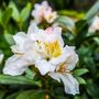 Voir la diapositive 3 : PLANT IN A BOX Buisson à fleurs - Set de 3 - Rhododendron 'Cunningham' - H25-40cm - ⌀9cm