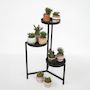 Voir la diapositive 4 : PLANT IN A BOX Cactus corail mix - Rhipsalis - Lot de 12 - Hauteur 8-12 cm - Pot 5.5 cm