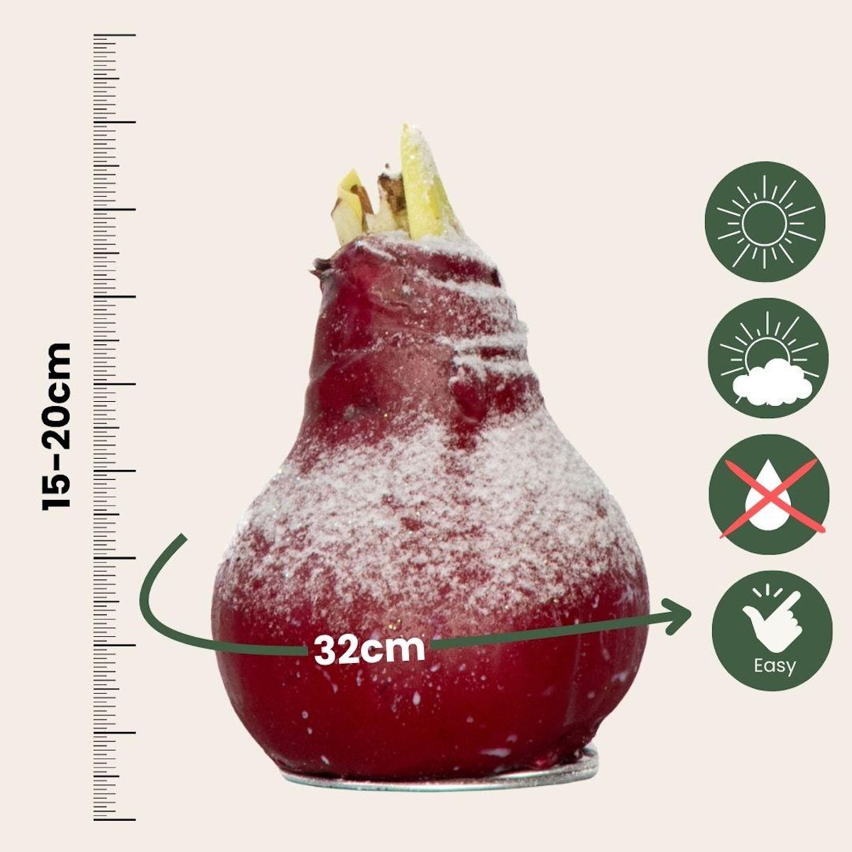 PLANT IN A BOX Amaryllis - Hippeastrum 'Wax Snow Red' - Bulbe de fleur - Rouge