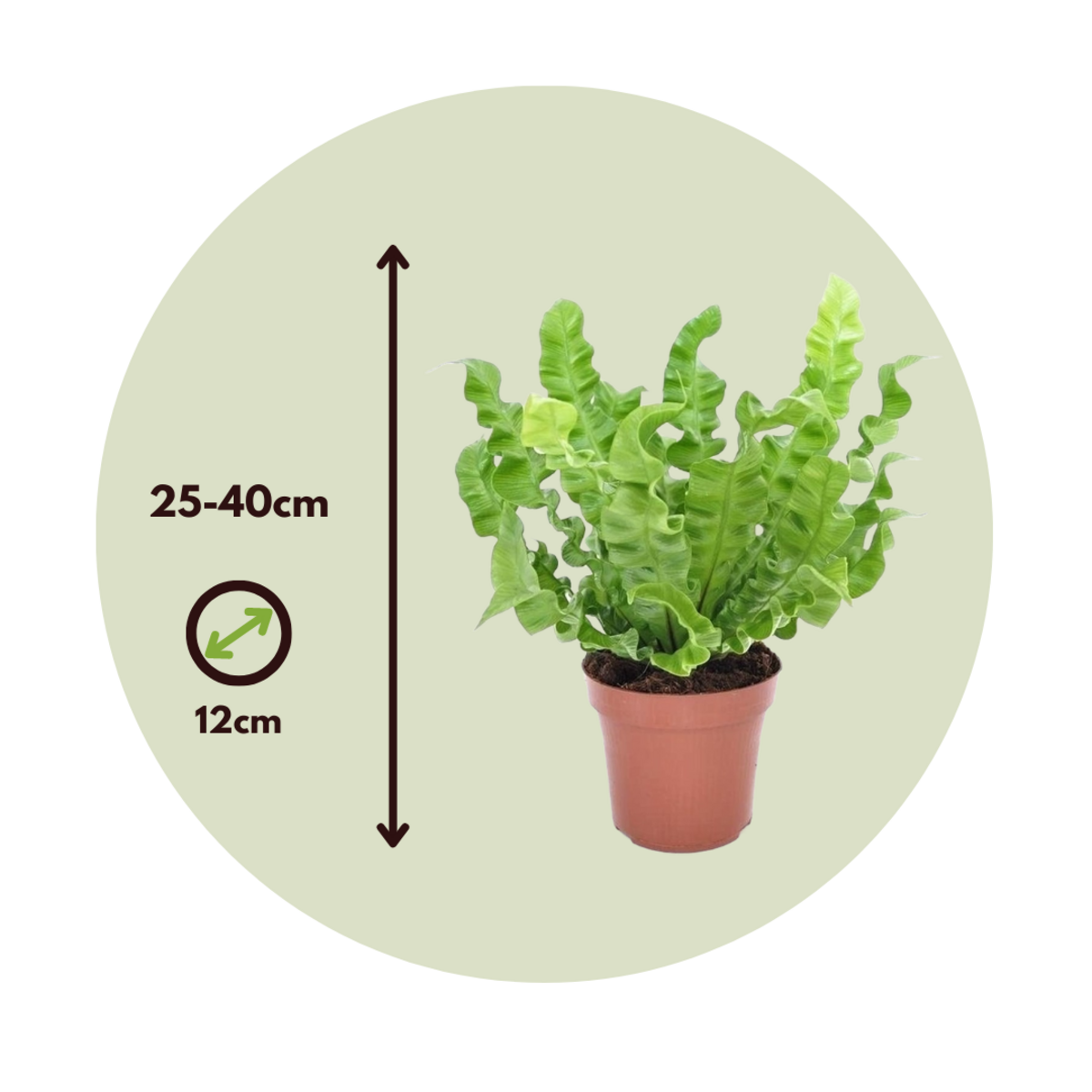 PLANT IN A BOX Fougère nid d'oiseau - Set de 2 - Asplenium 'Crispy Wave' - H25-40cm - ⌀12cm