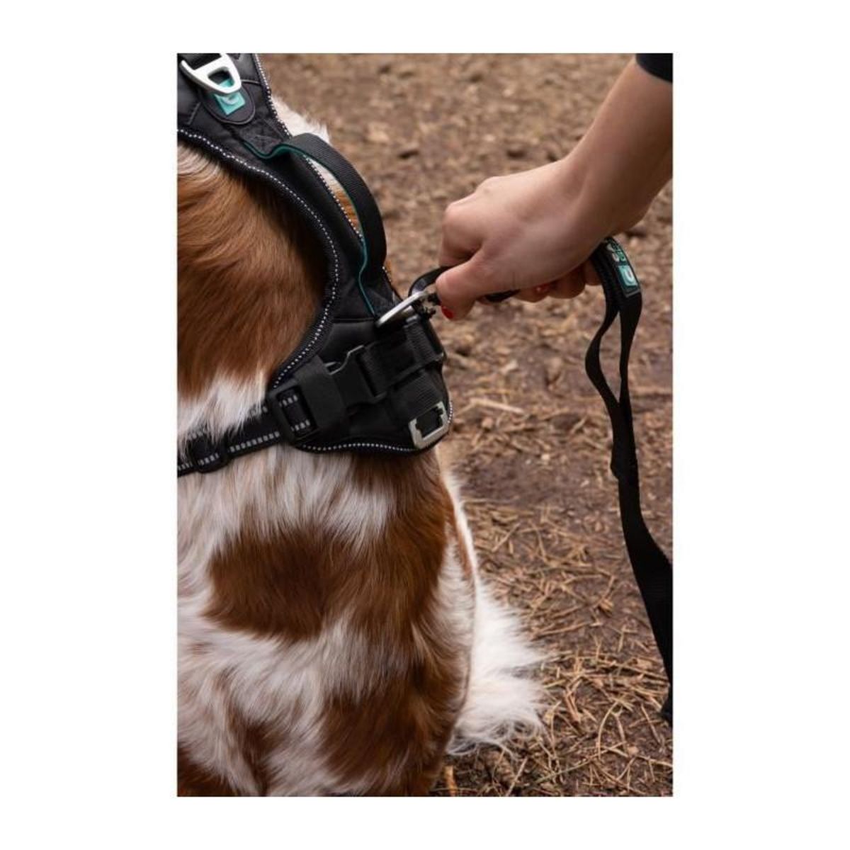 GENERIQUE Harnais pour chien - SYMBIOZ - XXS - Noir / Bleu