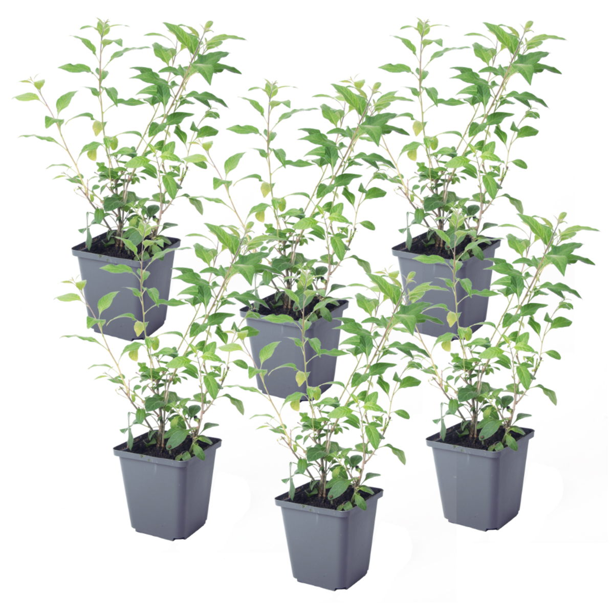 PLANT IN A BOX Solanum - Set de 6 - Lycianthes rantonnetii - Hauteur 25-40cm - ⌀9cm