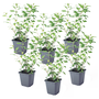 Voir la diapositive 1 : PLANT IN A BOX Solanum - Set de 6 - Lycianthes rantonnetii - Hauteur 25-40cm - ⌀9cm