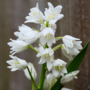 Voir la diapositive 3 : PLANT IN A BOX Jacinthe - Set de 40 - Hyacinthoides Hispanica - Bulbes à fleurs