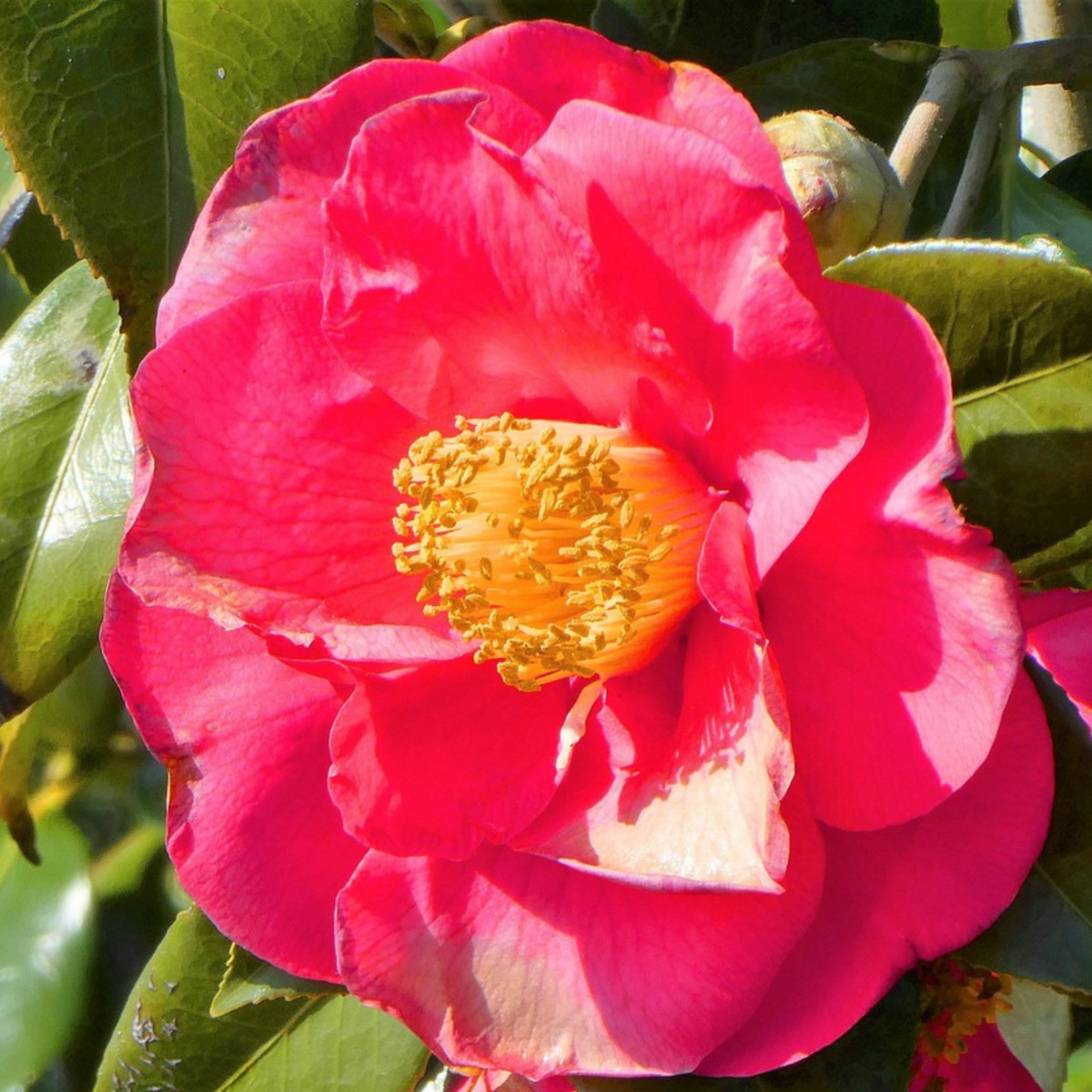 PLANT IN A BOX Camélia - Set de 2 - Camellia japonica 'Lady Campbell' - Hauteur 60-70cm - ⌀19cm