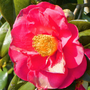Voir la diapositive 3 : PLANT IN A BOX Camélia - Set de 2 - Camellia japonica 'Lady Campbell' - Hauteur 60-70cm - ⌀19cm