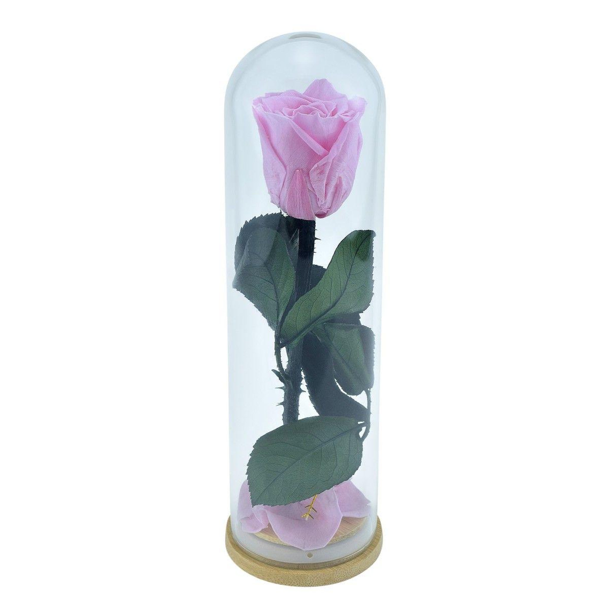 SC CRYSTAL Cloche en verre avec sa rose éternelle