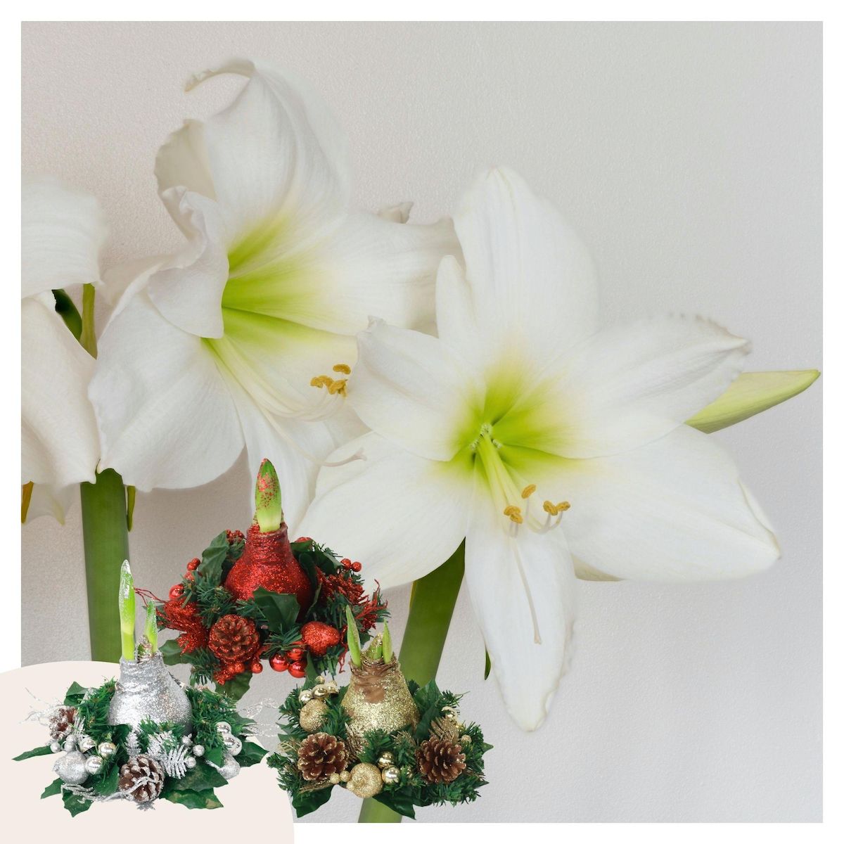 PLANT IN A BOX Amaryllis - Hippeastrum 'Couronne de Noël Mix'