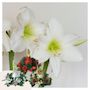 Voir la diapositive 6 : PLANT IN A BOX Amaryllis - Hippeastrum 'Couronne de Noël Mix'