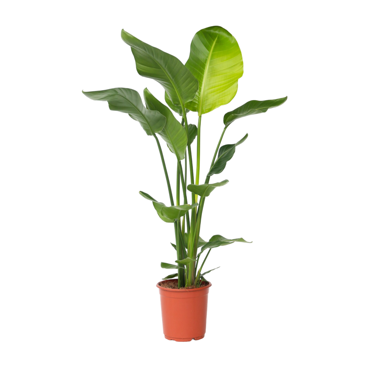 PLANT IN A BOX Oiseau de paradis - Strelitzia nicolai - Hauteur 90-110cm - ⌀21cm