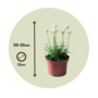 Voir la diapositive 2 : PLANT IN A BOX Oeillet des sables - Set de 6 - Armeria maritima 'Deep White' - H20-30cm - ⌀12cm