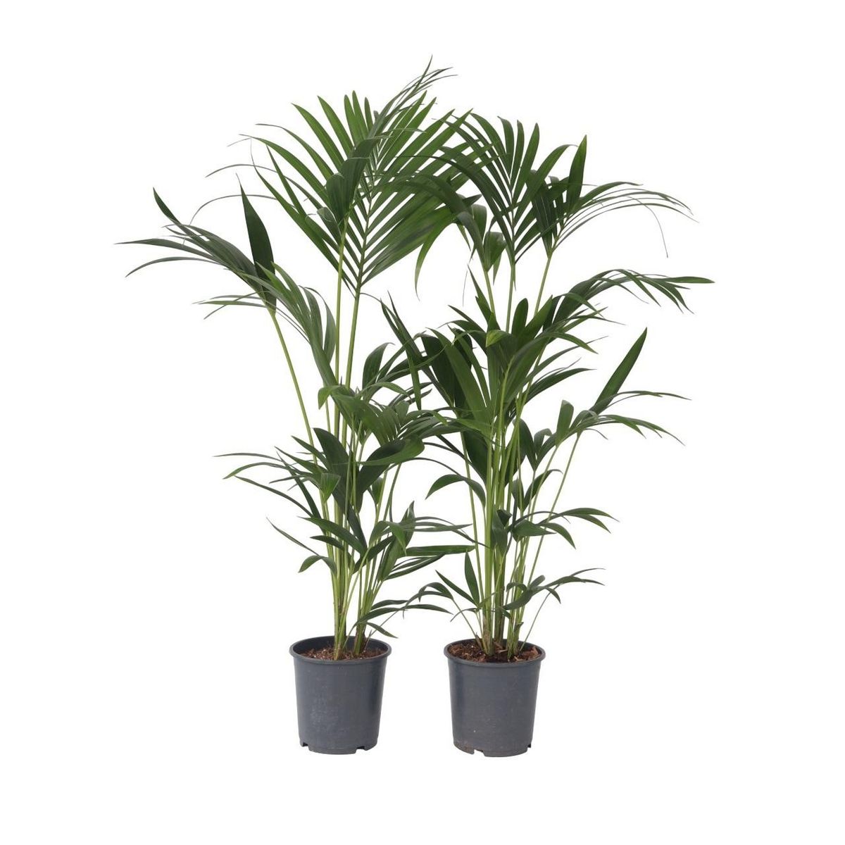 PLANT IN A BOX Palmier Kentia - Set de 2 - Howea forsteriana - Hauteur 90-100cm - ⌀18cm