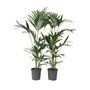 Voir la diapositive 1 : PLANT IN A BOX Palmier Kentia - Set de 2 - Howea forsteriana - Hauteur 90-100cm - ⌀18cm
