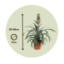 Voir la diapositive 2 : PLANT IN A BOX Ananas d'ornement - Set de 2 - Ananas comosus 'Mi Amigo' - H35-45cm - ⌀12cm