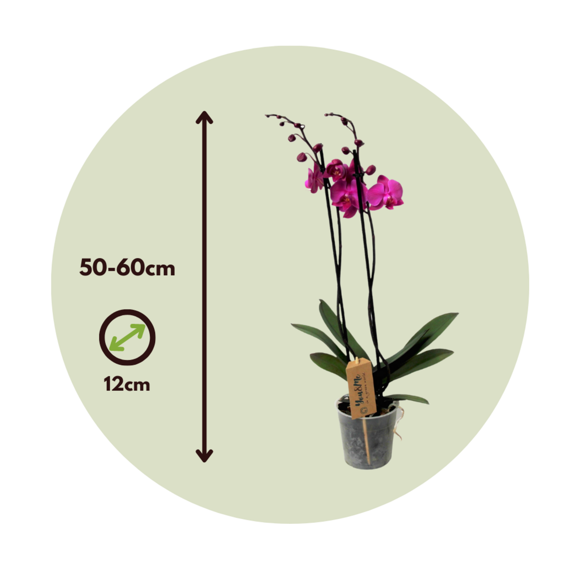 PLANT IN A BOX Orchidée papillon - Phalaenopsis - Hauteur 50-60cm - ⌀12cm