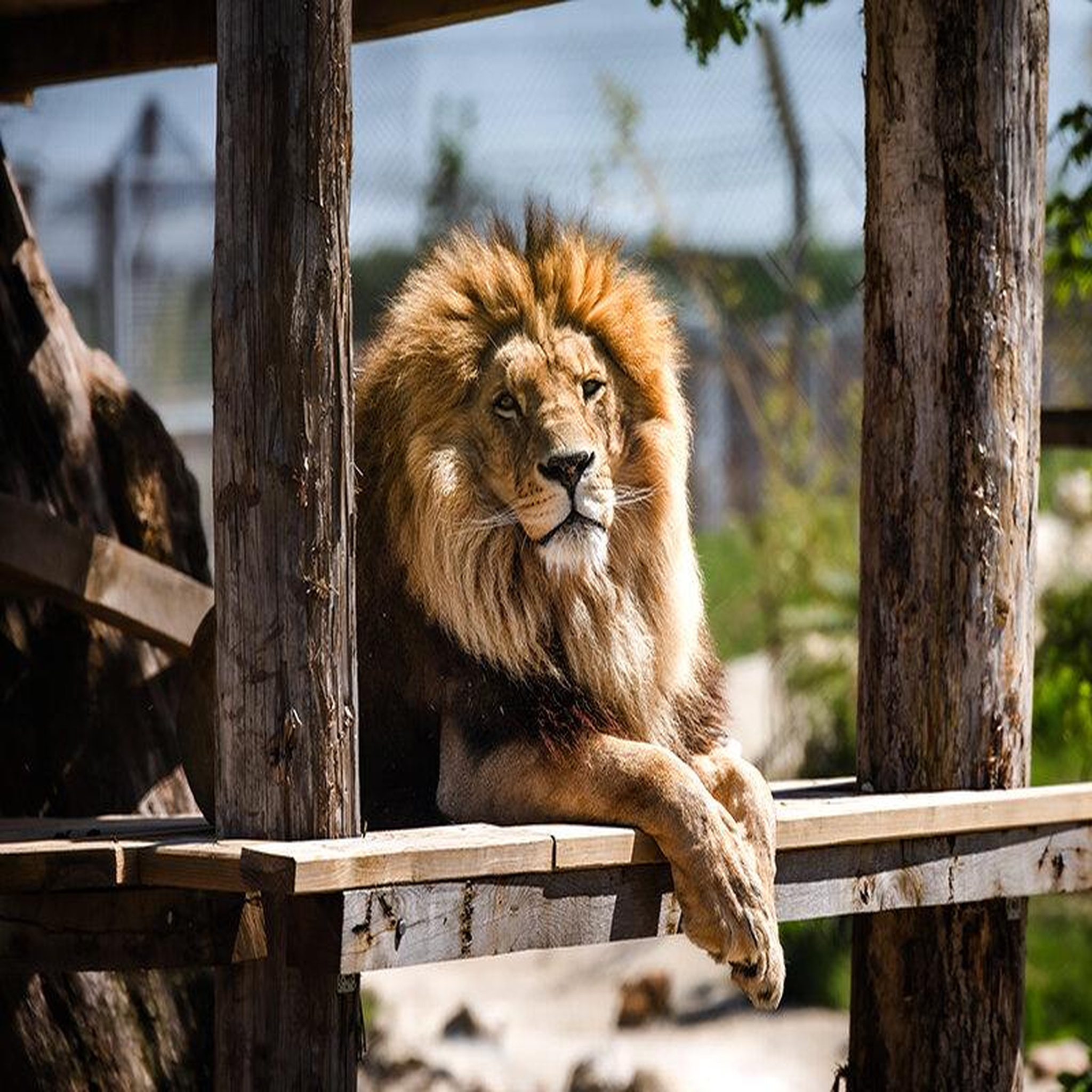 Voir la diapositive 5 : Smartbox 2 entrées adultes et 2 entrées enfants gratuites pour la tanière zoo refuge près de chartres - coffret cadeau multi-thèmes