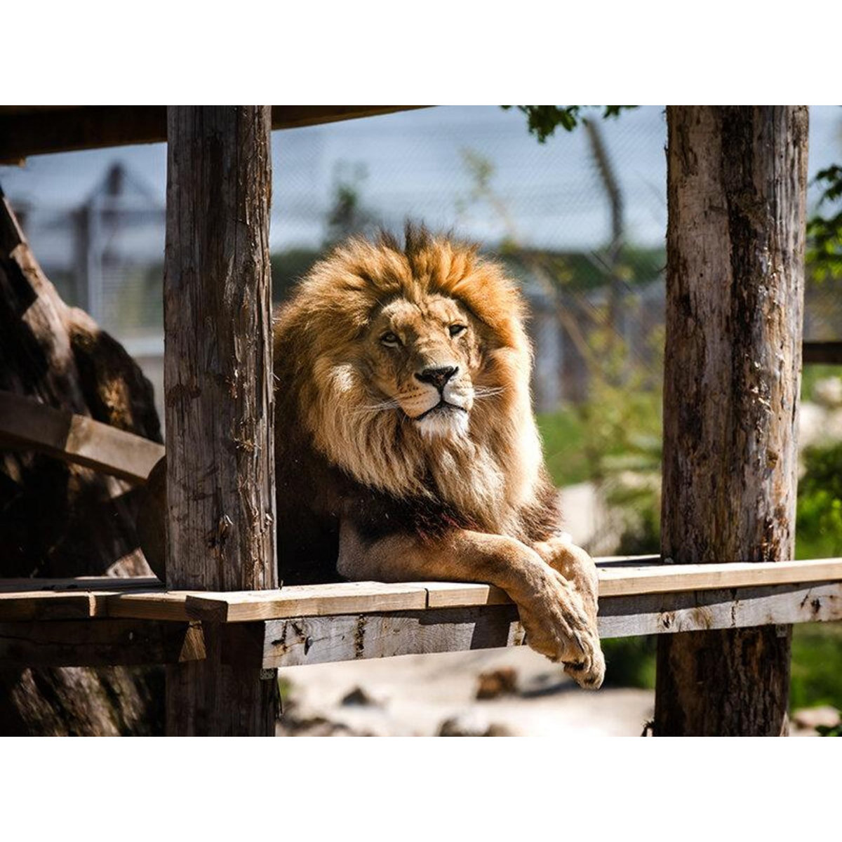 Smartbox 2 entrées adultes et 2 entrées enfants gratuites pour la Tanière Zoo Refuge près de Chartres - Coffret Cadeau Multi-thèmes