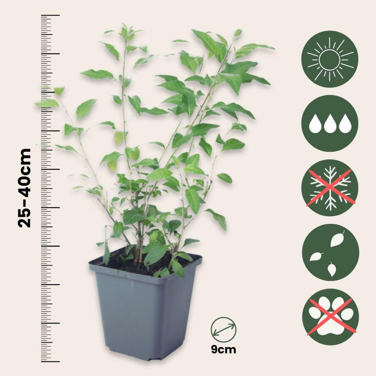 PLANT IN A BOX Solanum - Set de 6 - Lycianthes rantonnetii - Hauteur 25-40cm - ⌀9cm