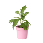 PLANT IN A BOX Hortensia - Hydrangea paniculata 'Ice Crystal' - Hauteur 25-40cm - ⌀19cm