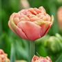 Voir la diapositive 3 : PLANT IN A BOX Tulipe - Set de 15 - Tulipa 'Copper Image' - Bulbes à fleurs