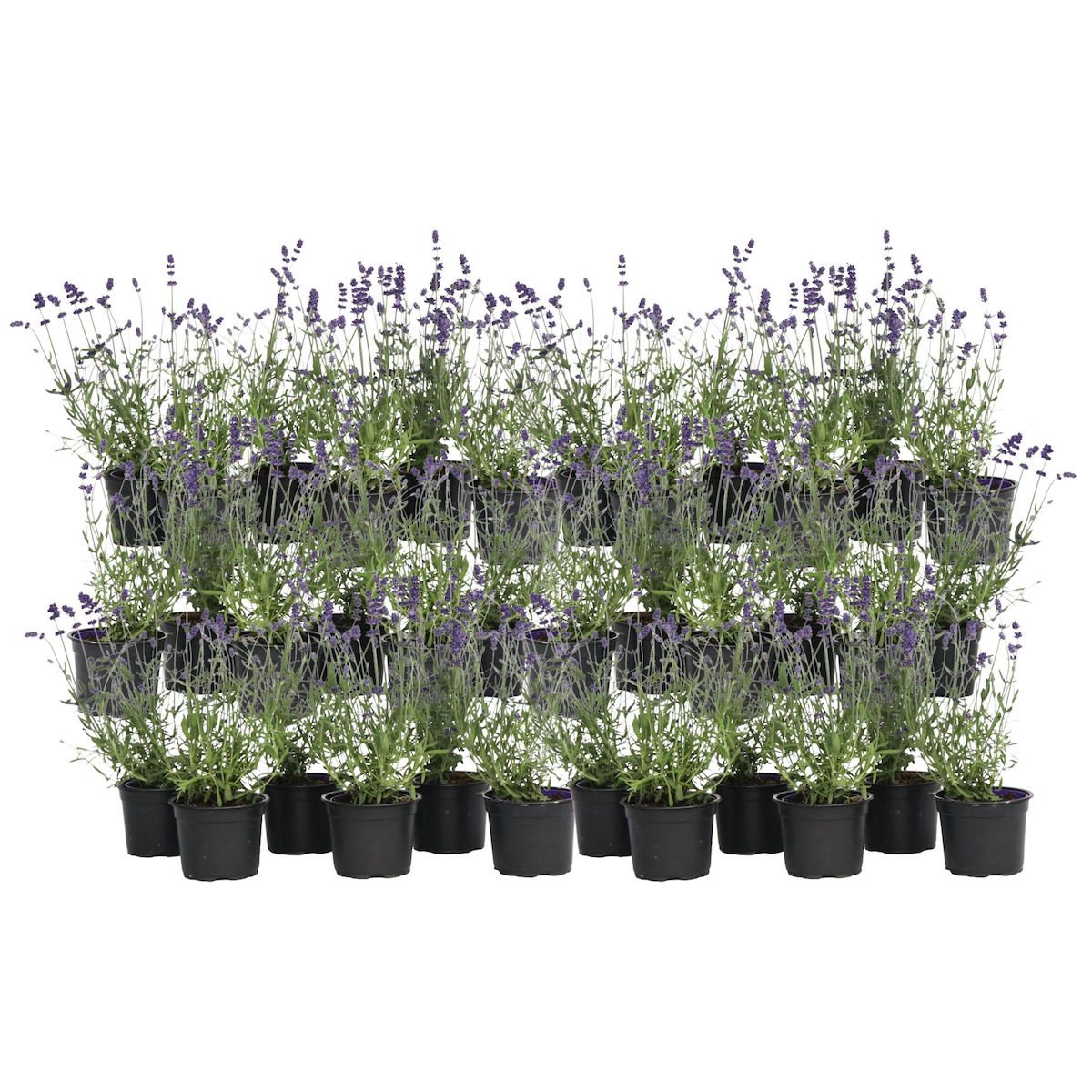 PLANT IN A BOX Lavande vraie - Set de 36 - Lavandula angustifolia - Hauteur 10-15cm - ⌀10,5cm