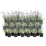 PLANT IN A BOX Lavande vraie - Set de 36 - Lavandula angustifolia - Hauteur 10-15cm - ⌀10,5cm
