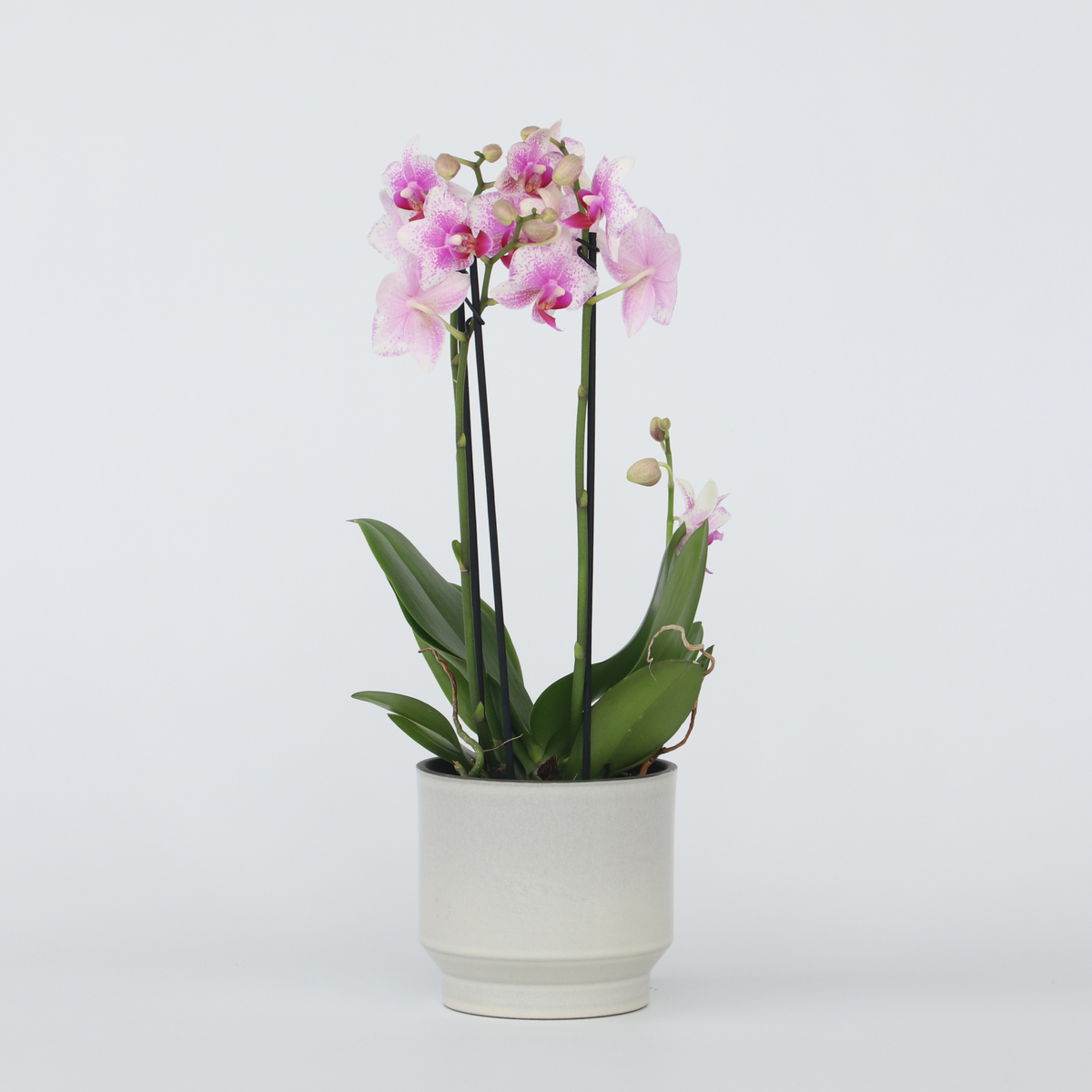 PLANT IN A BOX Orchidée papillon - Phalaenopsis Multiflora - Hauteur 35-45cm - ⌀12cm