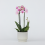 Voir la diapositive 5 : PLANT IN A BOX Orchidée papillon - Phalaenopsis Multiflora - Hauteur 35-45cm - ⌀12cm