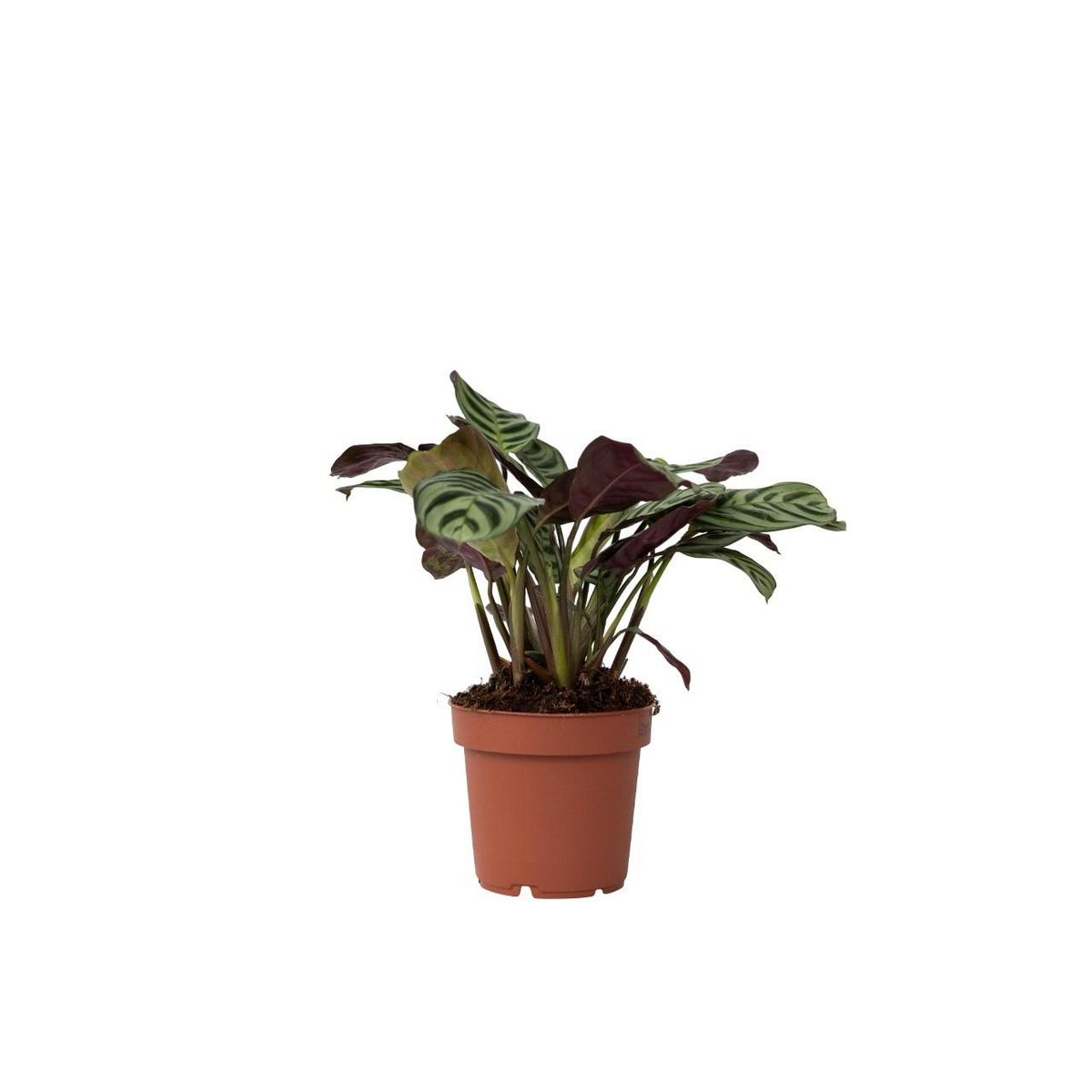PLANT IN A BOX Plante Dormeuse - Ctenanthe 'Amagris' - Hauteur 20-30cm - ⌀12cm