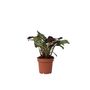 Voir la diapositive 1 : PLANT IN A BOX Plante Dormeuse - Ctenanthe 'Amagris' - Hauteur 20-30cm - ⌀12cm