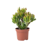 PLANT IN A BOX Arbre de jade - Crassula ovata 'Hobbit' - Hauteur 10-20cm - ⌀12cm