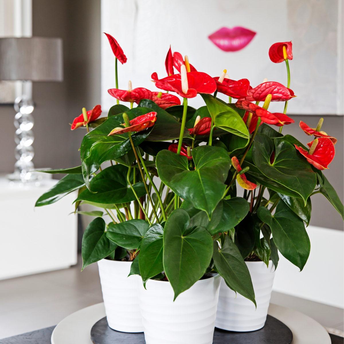 PLANT IN A BOX Langue de feu - Anthurium 'Madural Red' - Hauteur 40-45cm - ø14cm