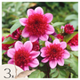 Voir la diapositive 1 : PLANT IN A BOX Dahlias - Set de 3 - Dahlia 'Blue Bayou' - Bulbes à fleurs