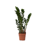 Voir la diapositive 1 : PLANT IN A BOX Plante ZZ - Zamioculcas Zamiifolia - Hauteur 55-65cm - ⌀17cm