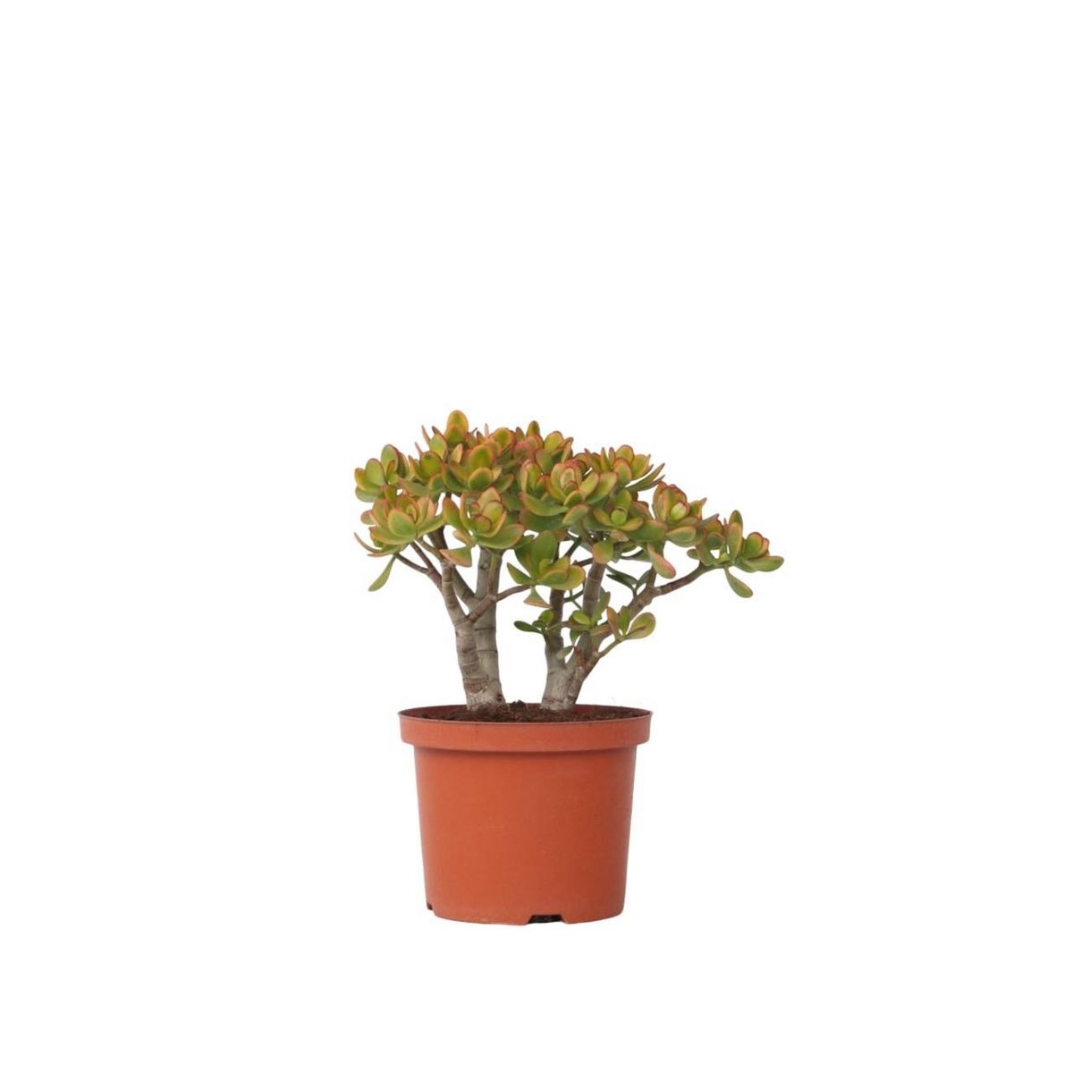 PLANT IN A BOX Arbre de jade - Crassula ovata 'Sunset' - Hauteur 30-35cm - ⌀17cm