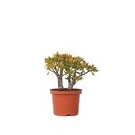 PLANT IN A BOX Arbre de jade - Crassula ovata 'Sunset' - Hauteur 30-35cm - ⌀17cm