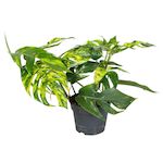 PLANT IN A BOX Epipremnum 'Goldfinger' - Epipremnum pinnatum Pothos - Hauteur 25-35cm - ø17cm
