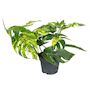 Voir la diapositive 1 : PLANT IN A BOX Epipremnum 'Goldfinger' - Epipremnum pinnatum Pothos - Hauteur 25-35cm - ø17cm