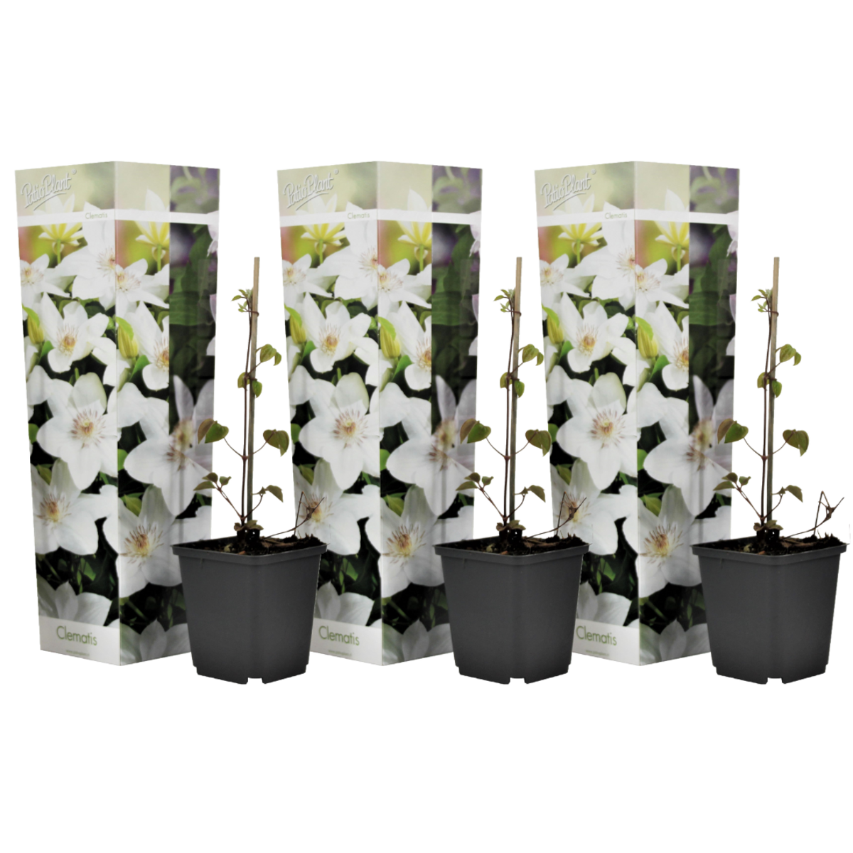 PLANT IN A BOX Clématite - Set de 3 - Clematis hybrid 'Mme Le Coultre' - Hauteur 25-40cm - ⌀9cm