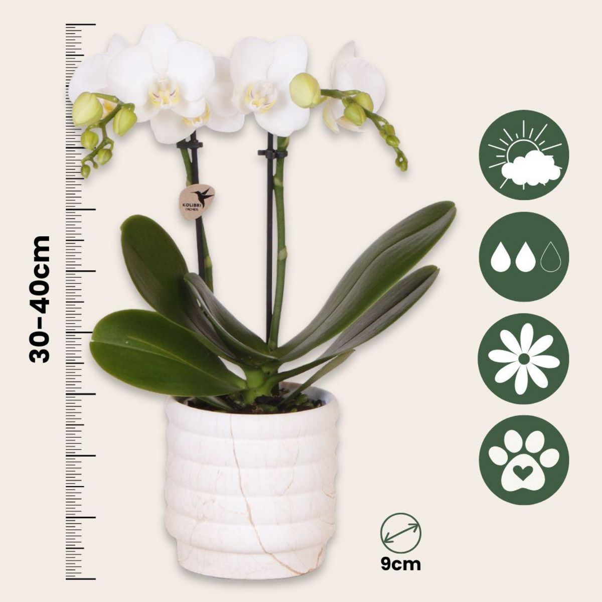 PLANT IN A BOX Coffret cadeau orchidée 'Marble S' - Phalaenopsis - Hauteur 30cm