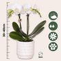 Voir la diapositive 2 : PLANT IN A BOX Coffret cadeau orchidée 'Marble S' - Phalaenopsis - Hauteur 30cm