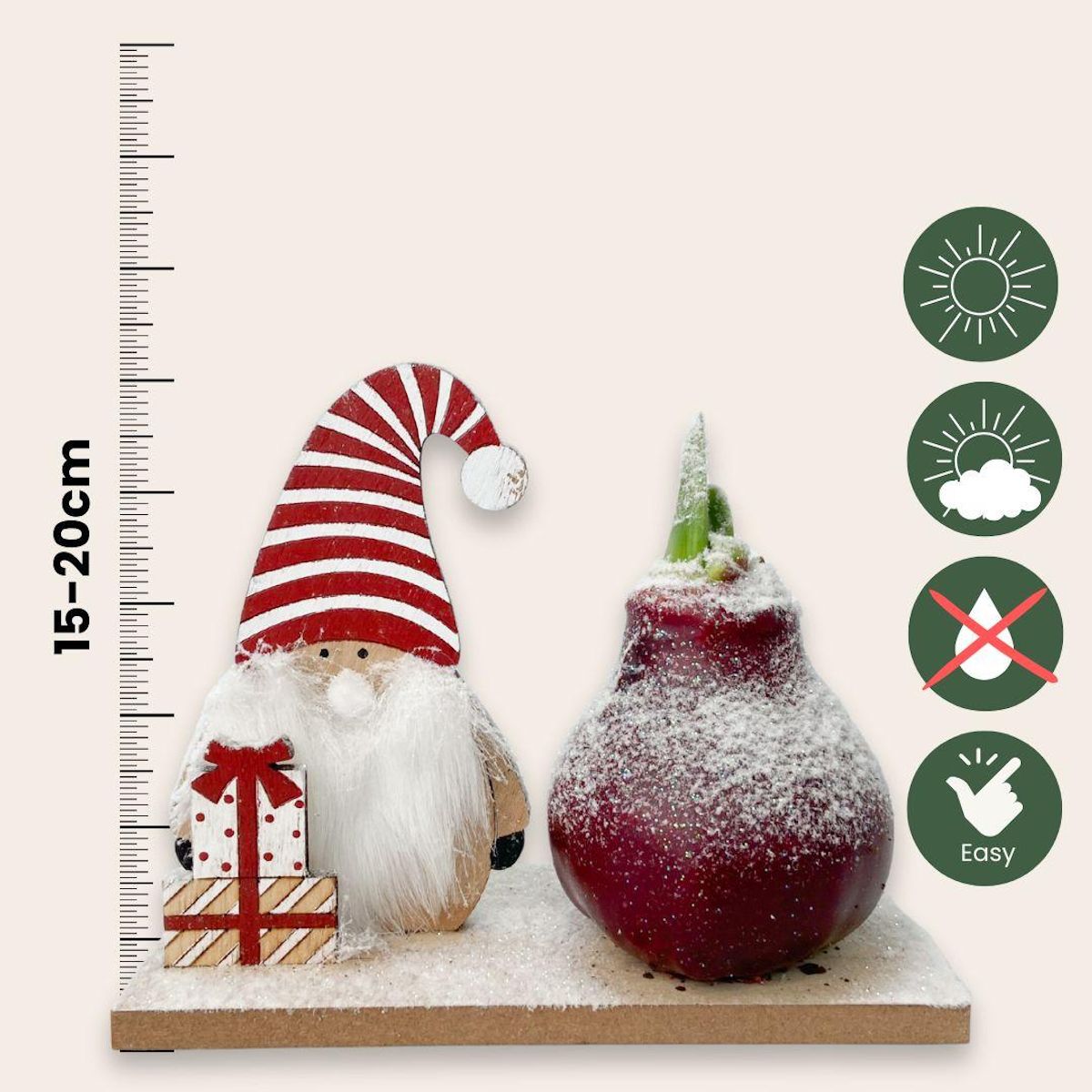 PLANT IN A BOX Amaryllis - Hippeastrum 'Pays des Merveilles Lutin'