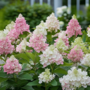 Voir la diapositive 3 : PLANT IN A BOX Hortensia - Set de 2 - Hydrangea paniculata 'Pinky Winky' - H25-40cm - ⌀19cm