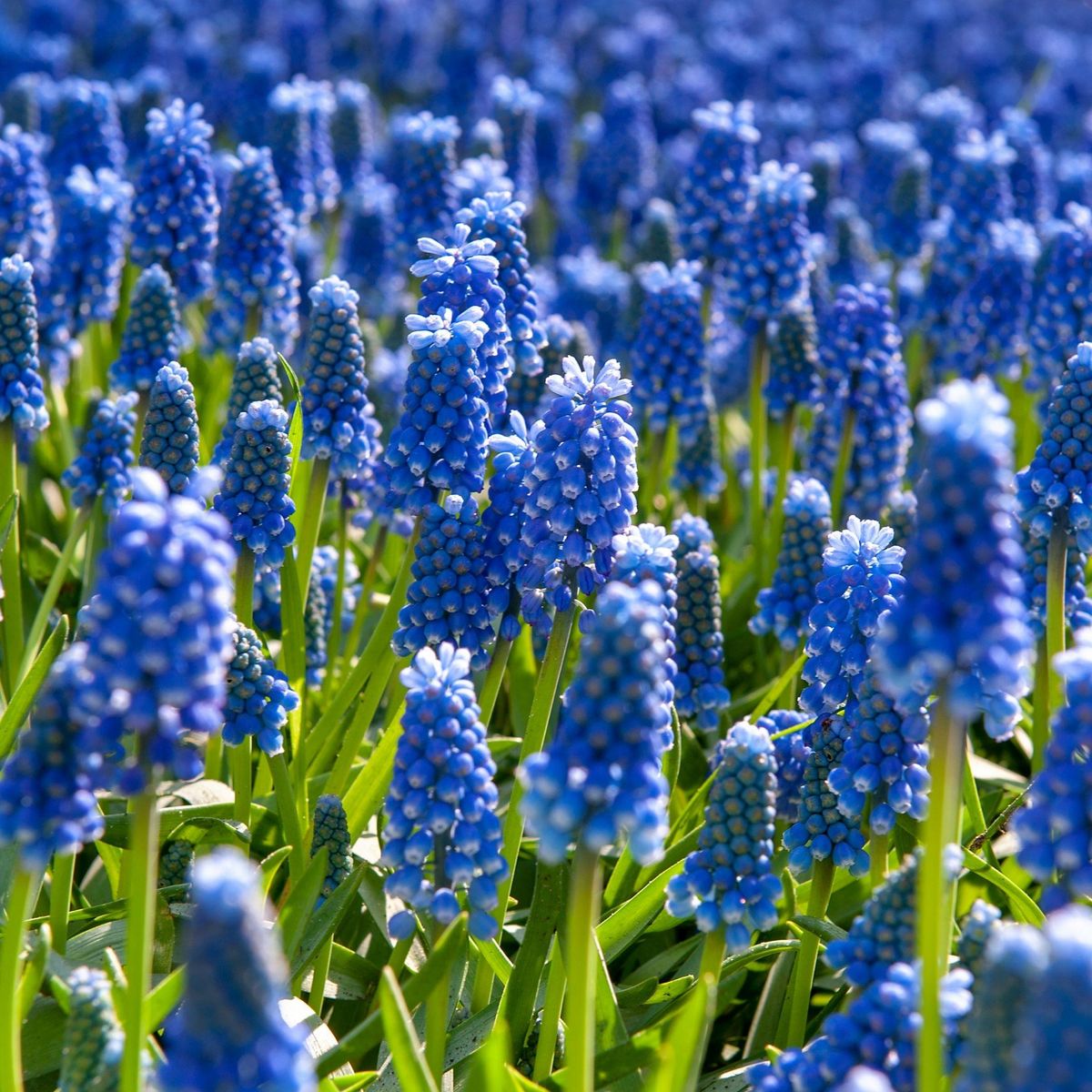 PLANT IN A BOX Muscari d'Arménie - Set de 200 - Muscari armeniacum - Bulbes à fleurs - Bleu