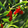 Voir la diapositive 3 : PLANT IN A BOX Baie de Goji - Set de 3 - Lycium barbarum - Hauteur 25-40cm - ⌀9cm
