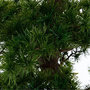 Voir la diapositive 2 : ATMOSPHERA Plante Artificielle  Bonsaï  151cm Noir
