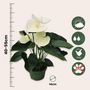 Voir la diapositive 2 : PLANT IN A BOX Langue de feu - Anthurium 'Alpine White' - Hauteur 40-55cm - ø14cm