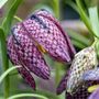 Voir la diapositive 3 : PLANT IN A BOX Fritillaire - Set de 30 - Fritillaria 'meleagris' - Bulbes à fleurs
