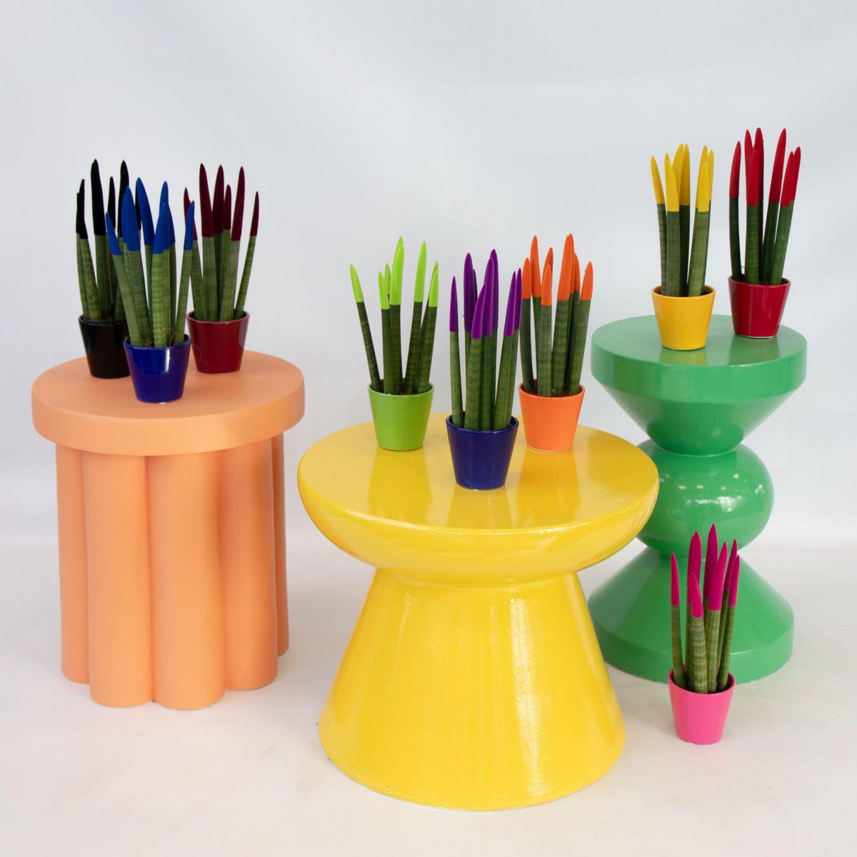 PLANT IN A BOX Sansevieria cylindrique - Hauteur 20-40cm - Pot 9cm